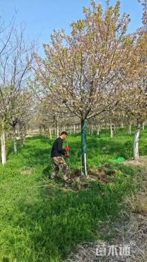 15公分高杆染井吉野樱