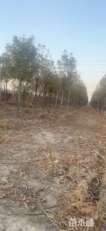 10公分速生白蜡