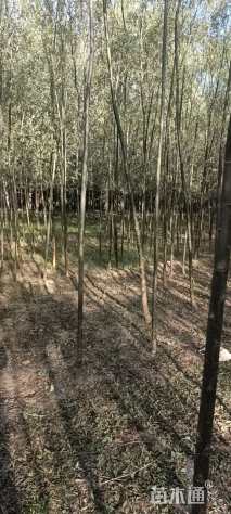 4公分垂柳