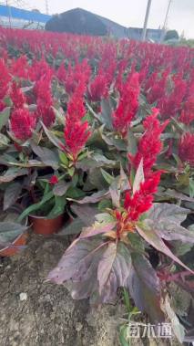 高度20厘米鸡冠花