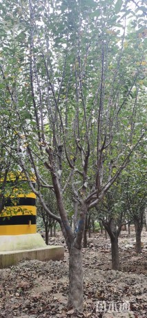 12公分绚丽海棠