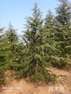 高度300厘米雪松