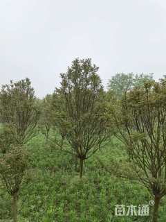 11公分紫薇
