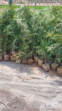 高度40厘米侧柏