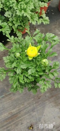 高度30厘米花毛茛