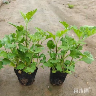 高度18厘米地被菊