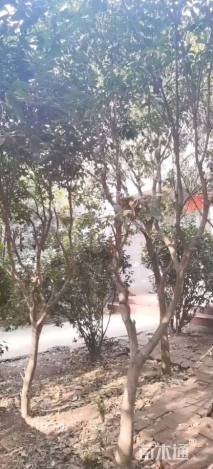 8公分桂花