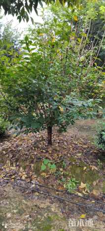 12公分日本晚樱