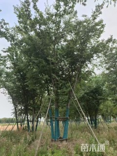 10公分(5杆)丛生榉树