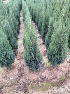 高度80厘米塔柏