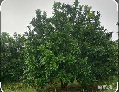 高度380厘米红心蜜柚