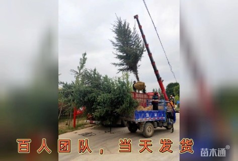 高度400厘米云杉