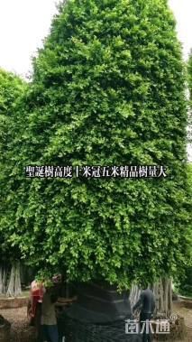 50公分澳洲金合欢