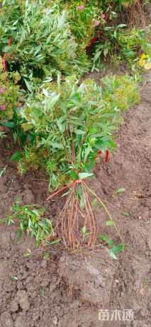 高度90厘米粉花绣线菊