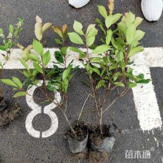 高度40厘米红叶石楠小苗