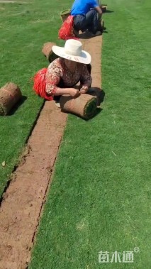 草卷状百慕大草