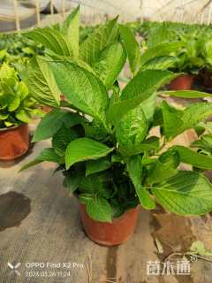 高度30厘米八仙花