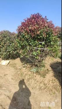 冠幅80厘米红叶石楠球