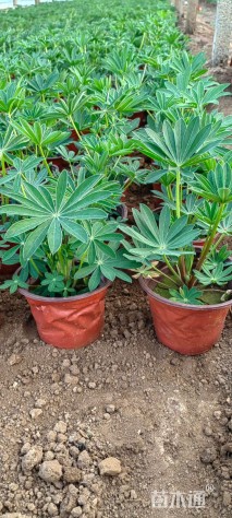 高度25厘米羽扇豆