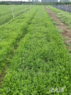 高度15厘米蓍草