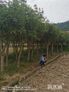 10公分桂花