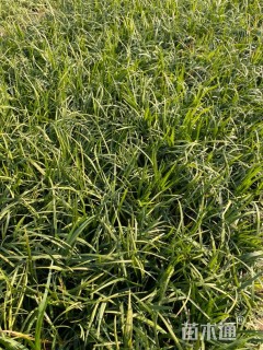 高度15厘米麦冬