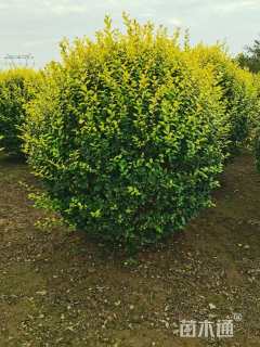 冠幅150厘米金叶女贞球