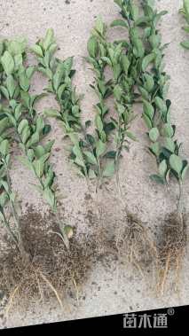 高度30厘米大叶黄杨