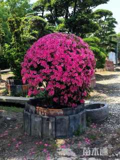 高度100厘米杜鹃