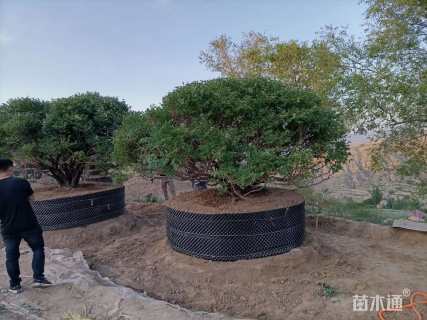 高度10厘米牡丹