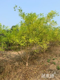 高度200厘米丛生金枝槐