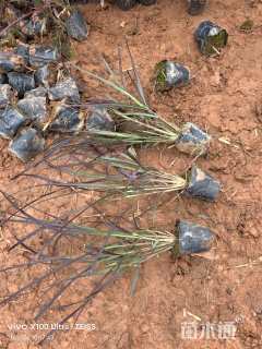 高度30厘米紫叶狼尾草