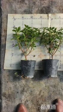 高度35厘米瑞香