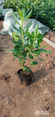 高度50厘米海桐