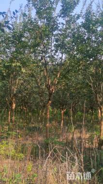 高度350厘米红花紫薇