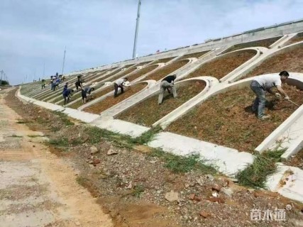 高度40厘米紫穗槐