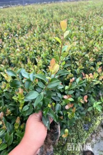 高度20厘米茶梅小苗