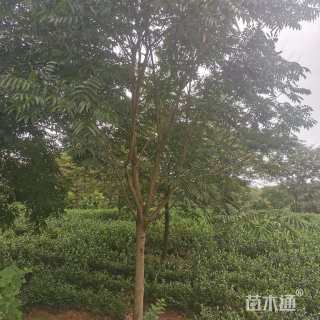 14公分无患子