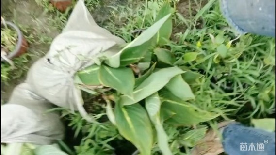 高度50厘米花叶美人蕉