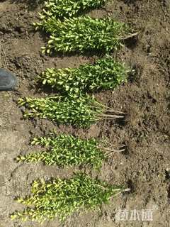 高度40厘米瓜子黄杨