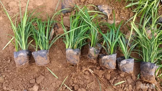 高度20厘米麦冬