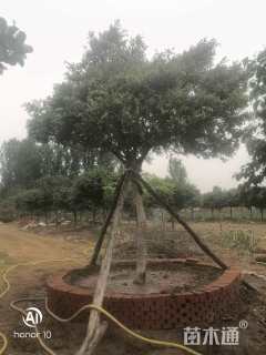 16公分杨树