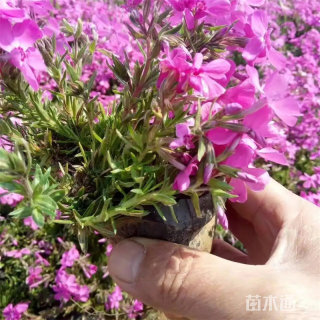 高度60厘米福禄考