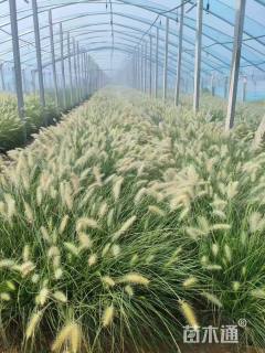 高度60厘米小兔子狼尾草