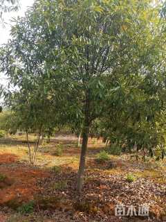 16公分红花木莲