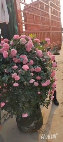 高度45厘米月季