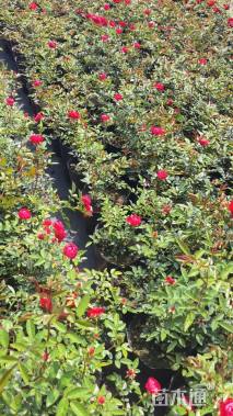 高度30厘米木香