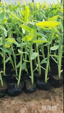 高度20厘米再力花