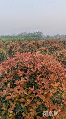 冠幅100厘米红叶石楠球
