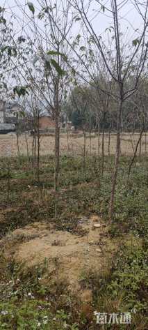 3公分福建山樱花
